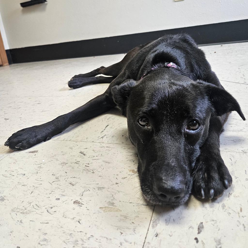 Enlarge Riley Rose, a Adoptable mixed breed in Barron, WI image 6/6