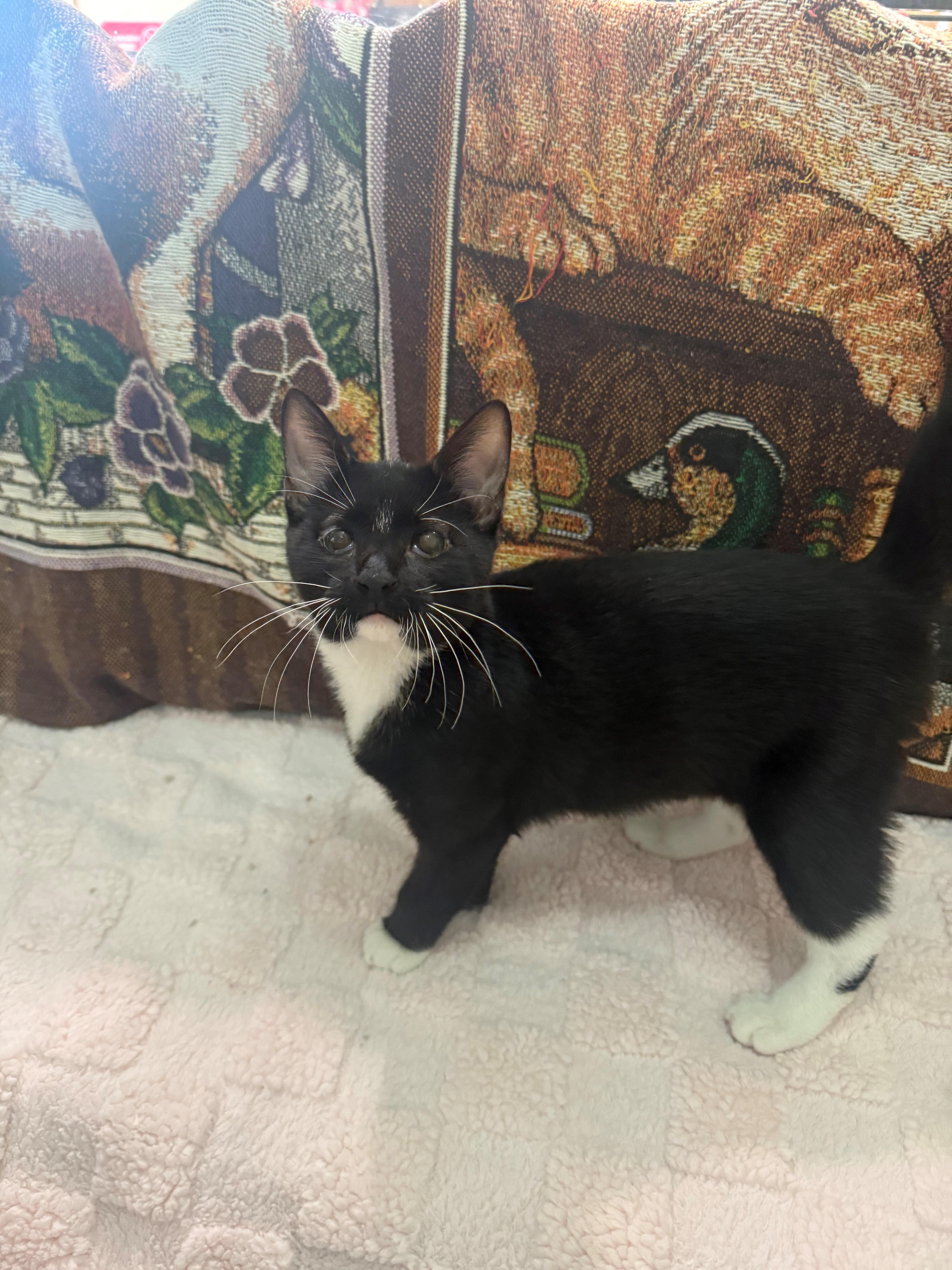 KiKi, Adopted, Young Female Domestic Short Hair.