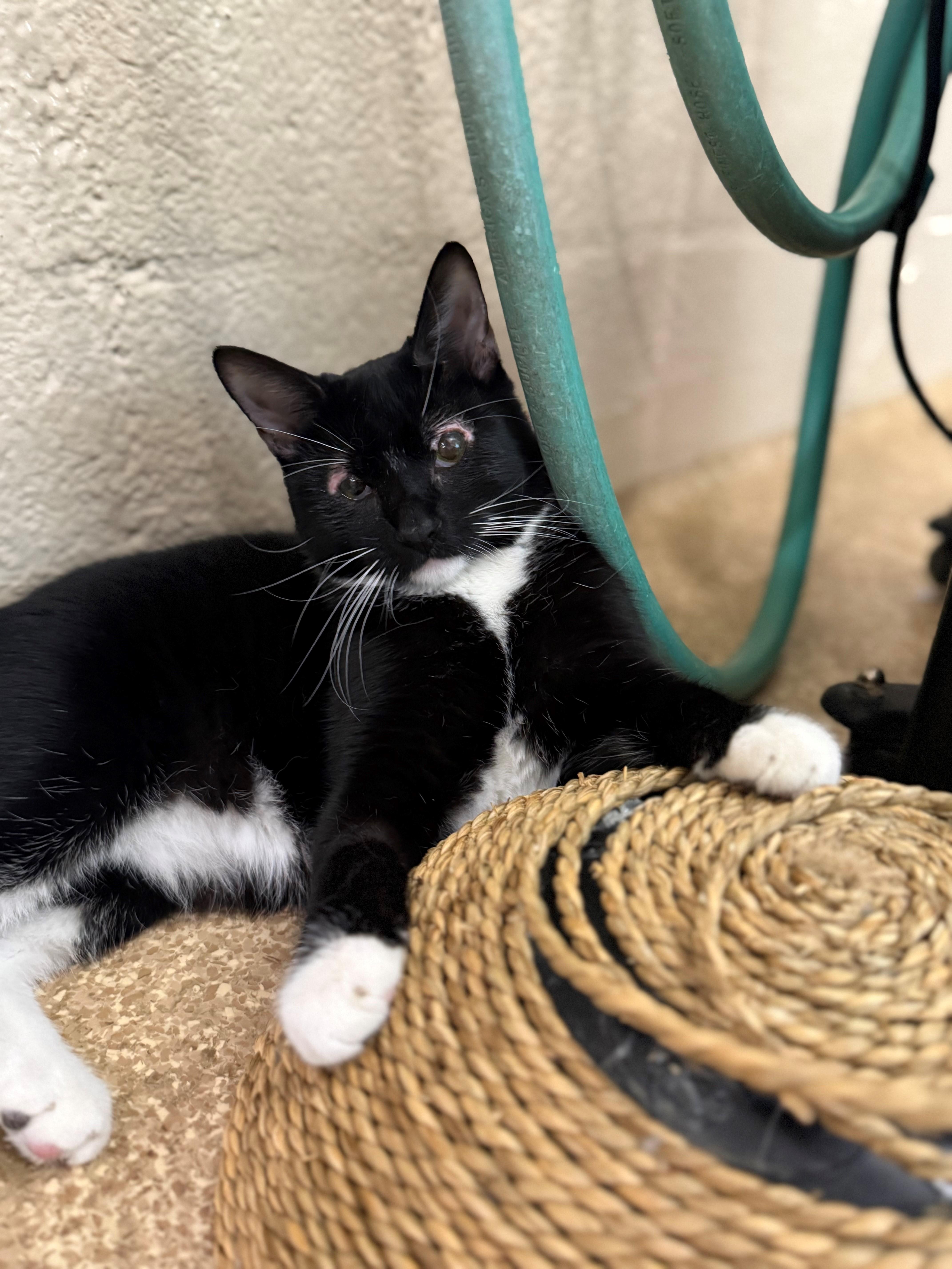 KiKi, a Adopted Domestic Short Hair in Laguna Beach, CA image 2/2