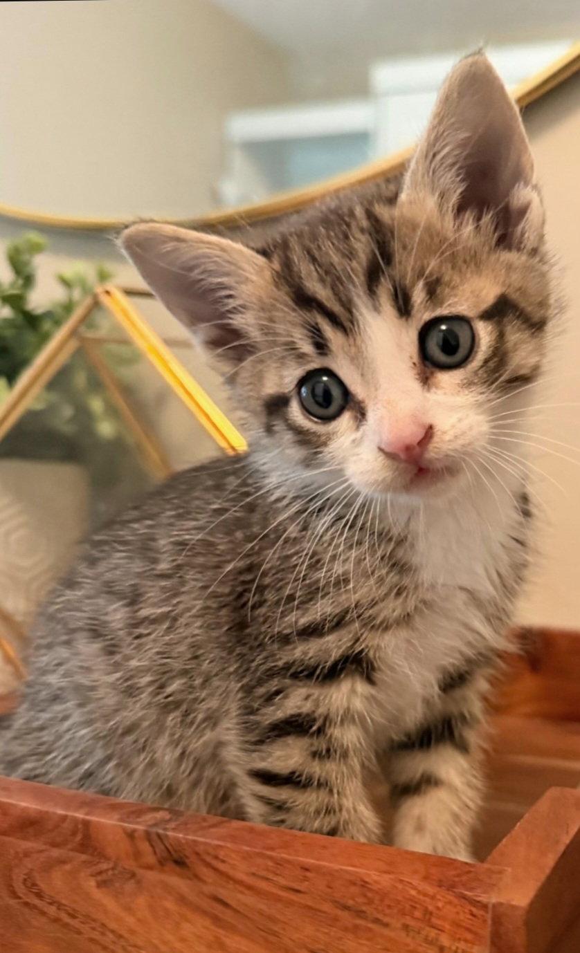 Sven, Adoptable, Kitten Male Domestic Short Hair & Tabby.