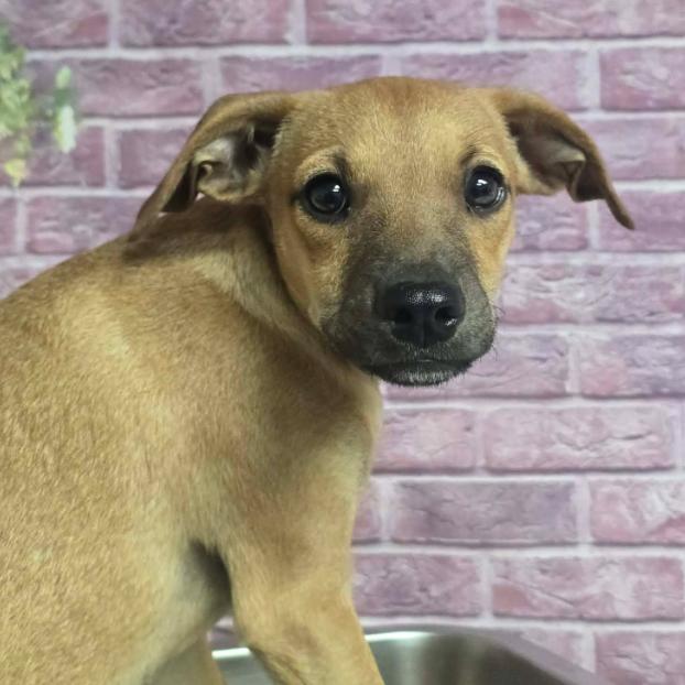 Luca, Adoptable, Puppy Male Chihuahua & Mixed Breed.