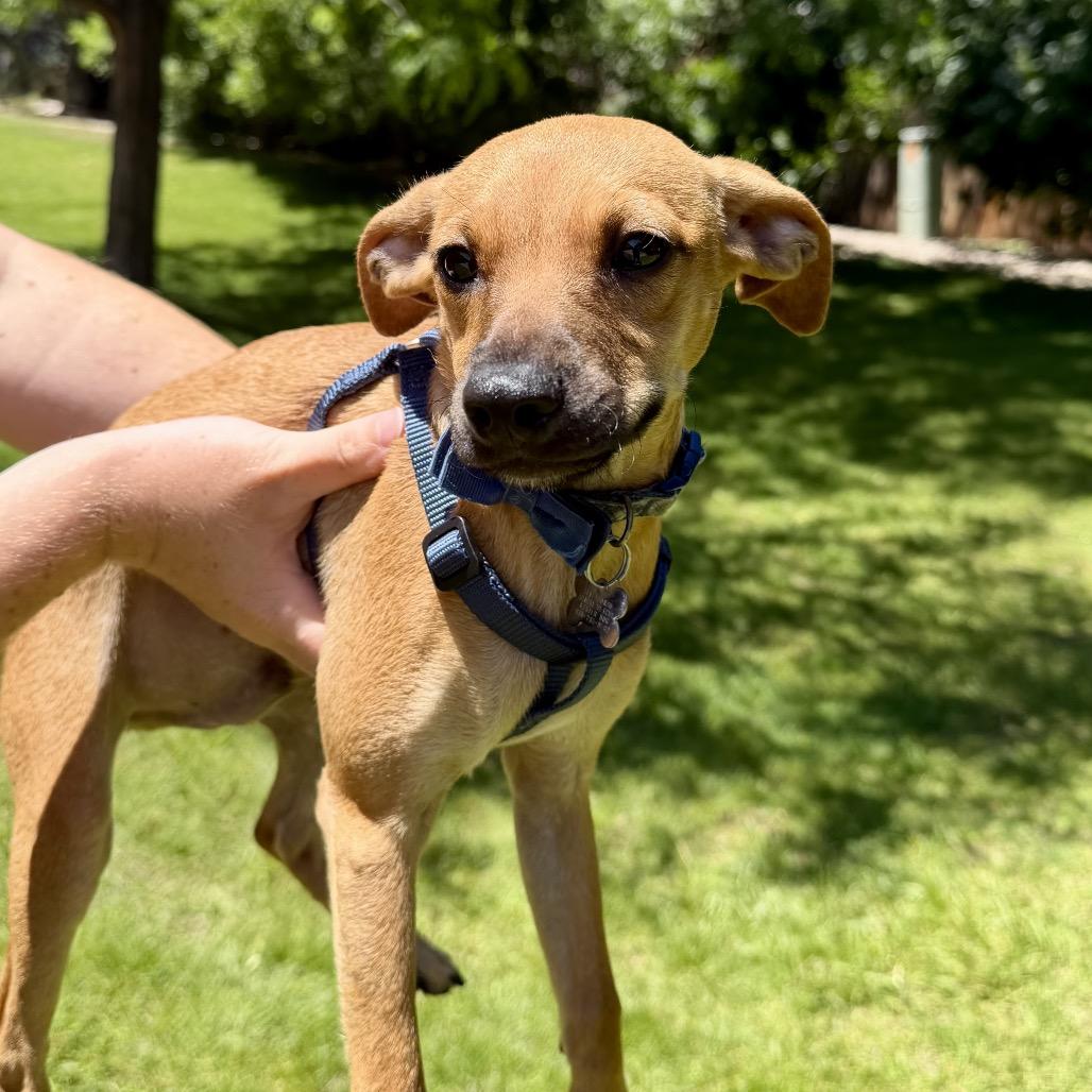 Enlarge Luca, a Adoptable mixed breed in Fort Collins, CO image 3/6