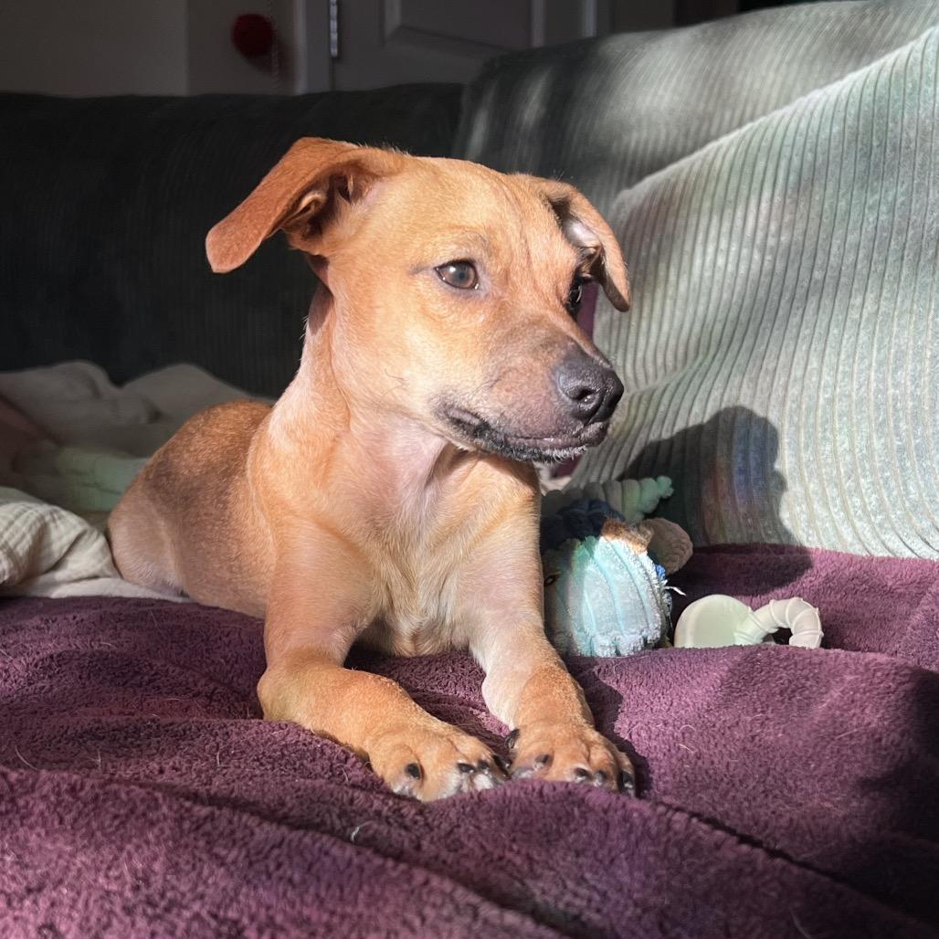 Enlarge Luca, a Adoptable mixed breed in Fort Collins, CO image 4/6