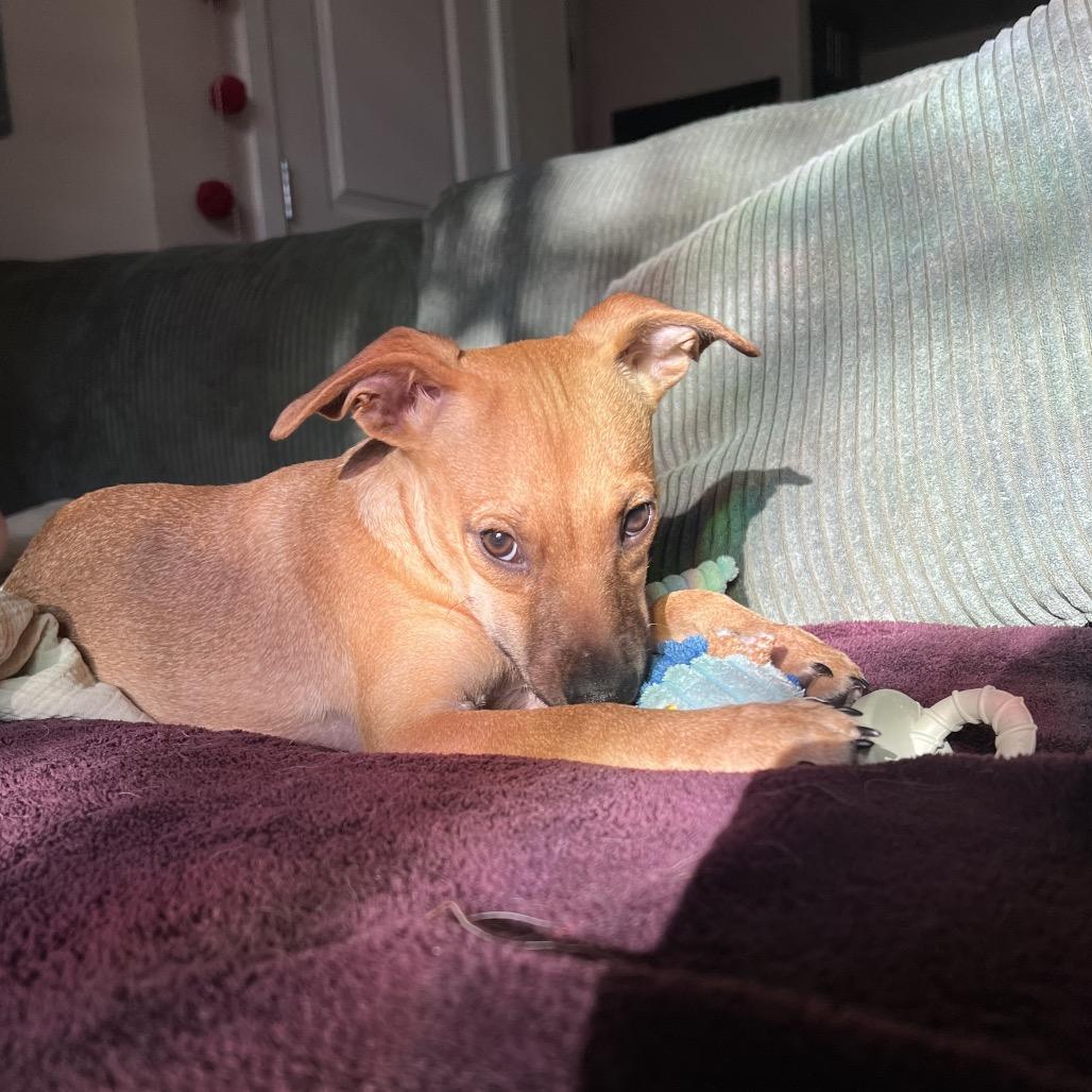 Enlarge Luca, a Adoptable mixed breed in Fort Collins, CO image 5/6