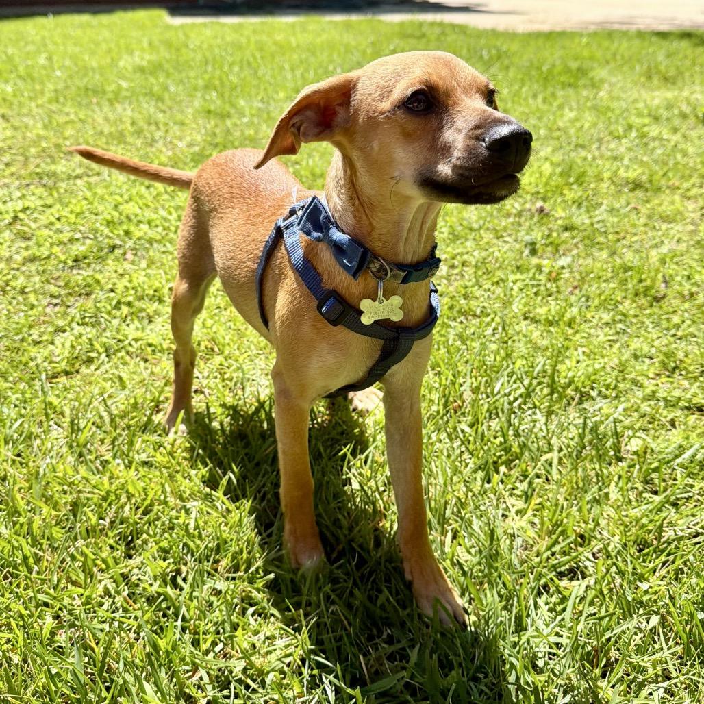 Enlarge Luca, a Adoptable mixed breed in Fort Collins, CO image 6/6