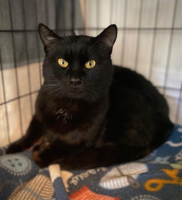 Merle, a Adoptable Domestic Short Hair in Duxbury, MA image 1/4