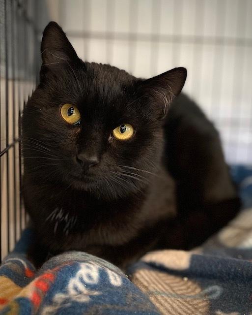 Merle, a Adoptable Domestic Short Hair in Duxbury, MA image 2/4