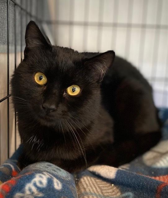 Merle, a Adoptable Domestic Short Hair in Duxbury, MA image 3/4
