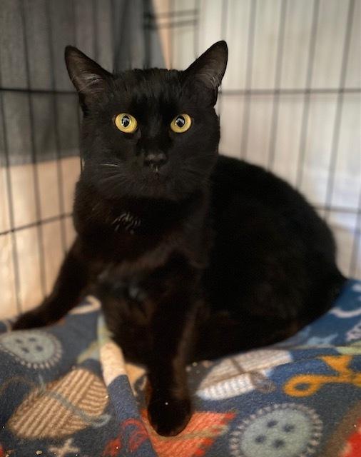 Merle, a Adoptable Domestic Short Hair in Duxbury, MA image 4/4