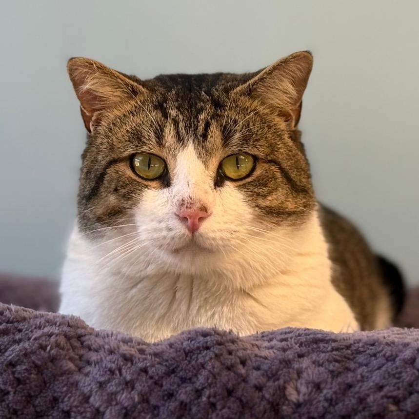 Rocky, Adoptable, Adult Male Domestic Short Hair.