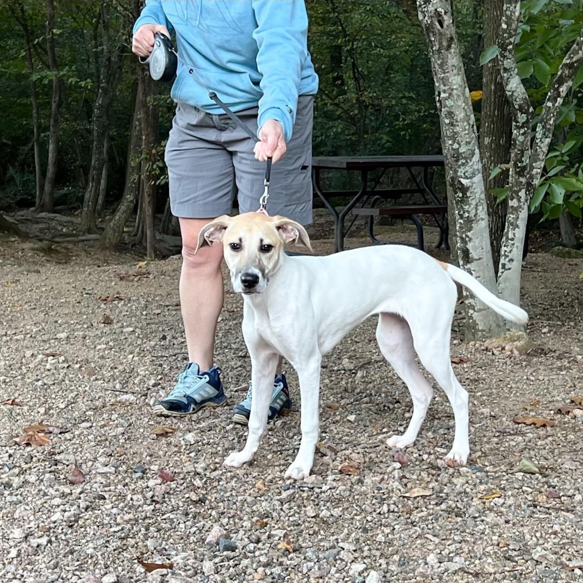 Imogen, Adoptable, Puppy Female Great Pyrenees & American Foxhound.