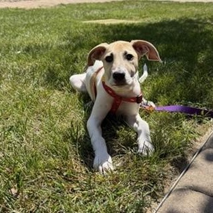 Enlarge Imogen, a Adoptable mixed breed in Kannapolis, NC image 2/5