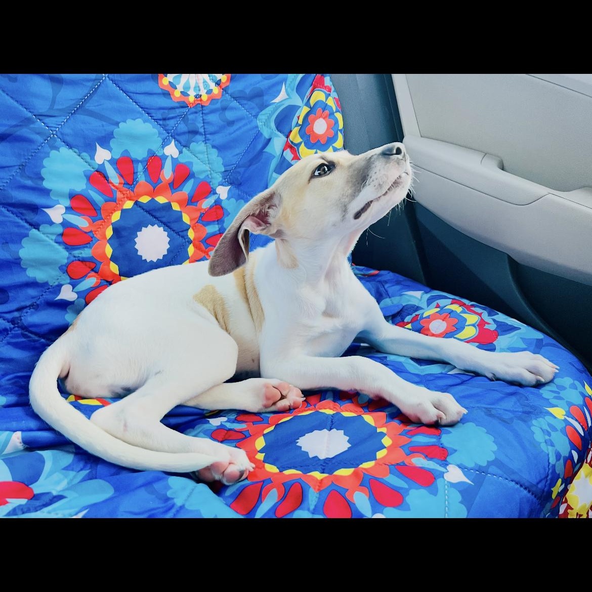 Enlarge Imogen, a Adoptable mixed breed in Kannapolis, NC image 3/6