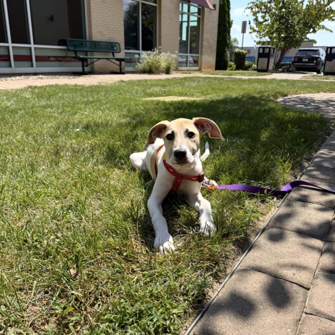 Enlarge Imogen, a Adoptable mixed breed in Kannapolis, NC image 5/5