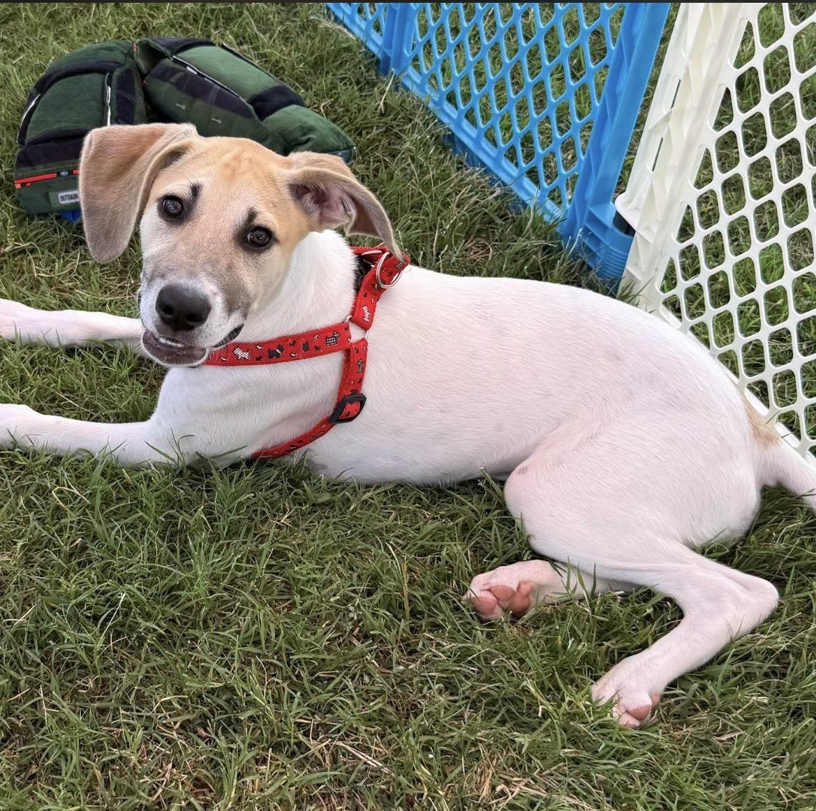Enlarge Imogen, a Adoptable mixed breed in Kannapolis, NC image 1/5