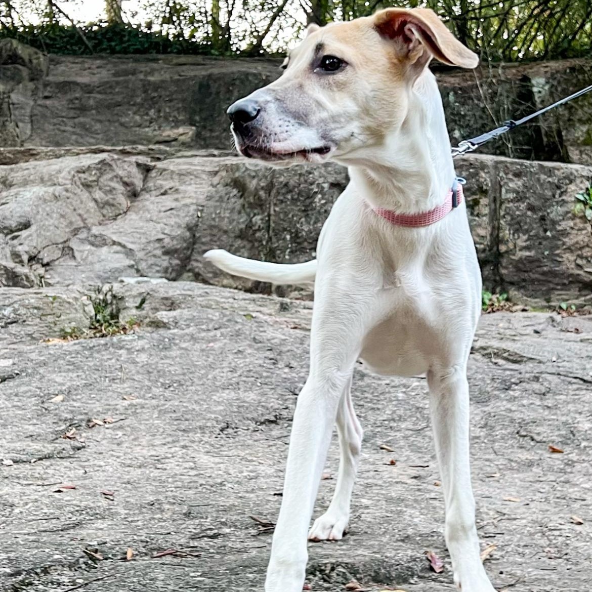 Enlarge Imogen, a Adoptable mixed breed in Kannapolis, NC image 2/6
