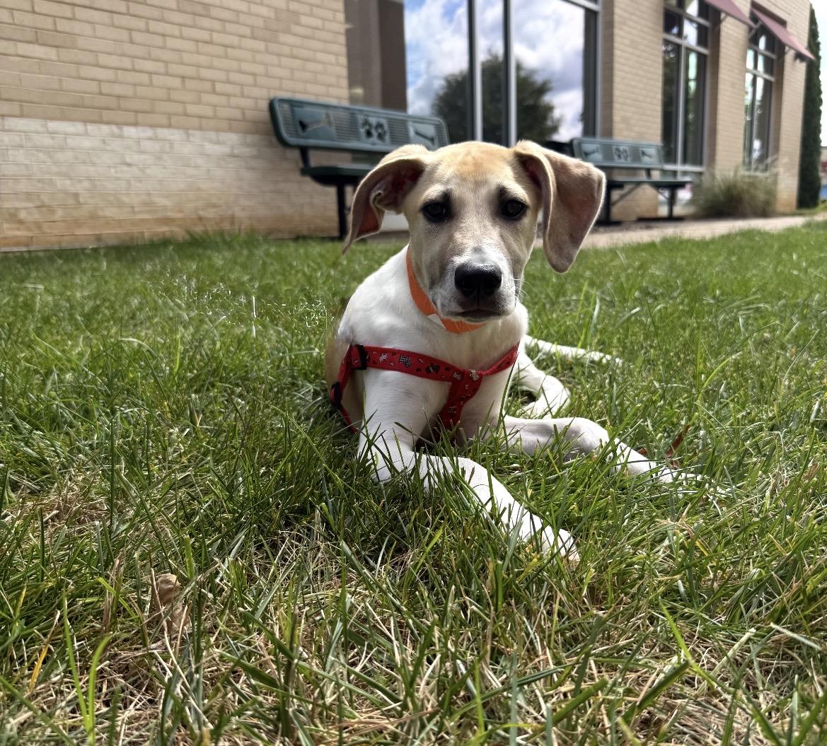 Enlarge Imogen, a Adoptable mixed breed in Kannapolis, NC image 4/5