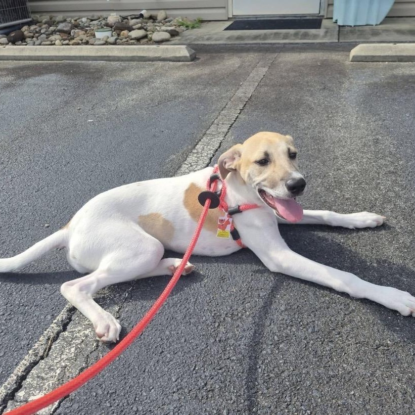 Enlarge Imogen, a Adoptable mixed breed in Kannapolis, NC image 4/6