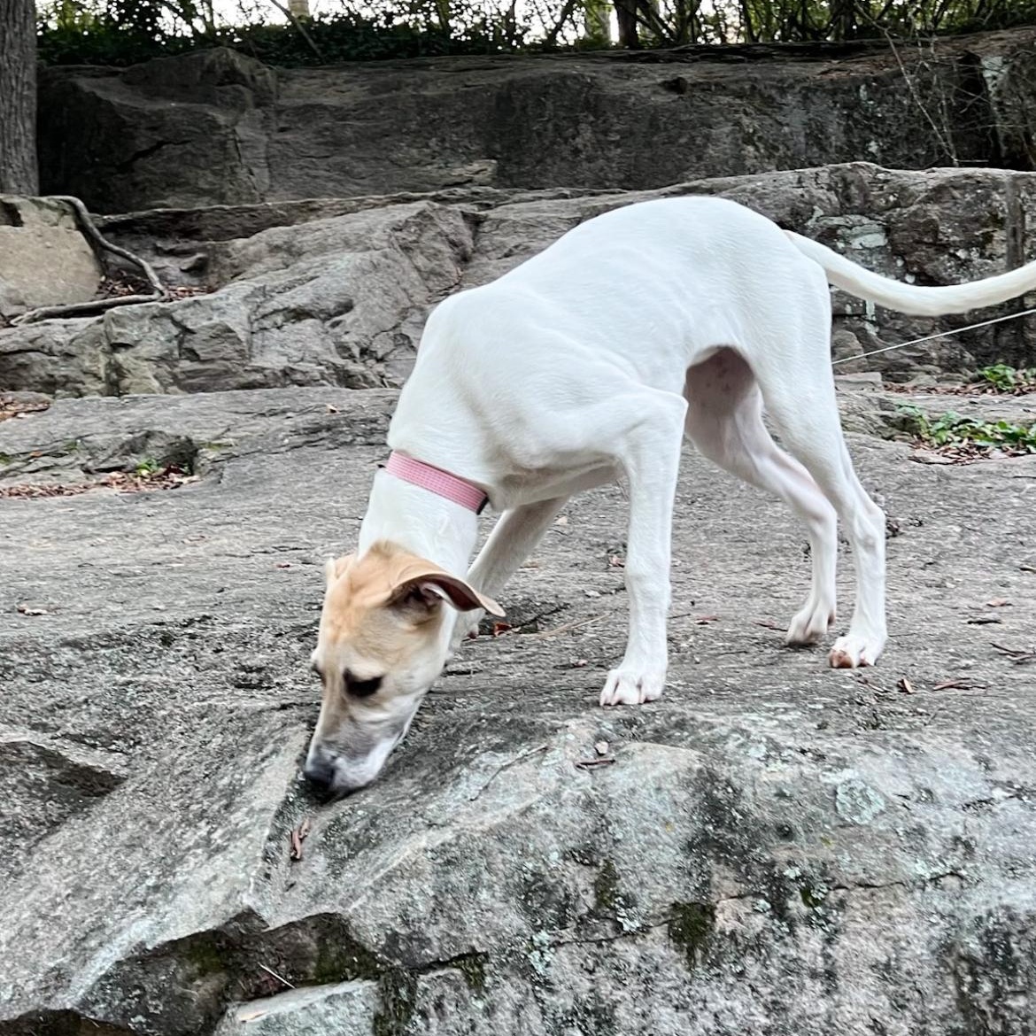Enlarge Imogen, a Adoptable mixed breed in Kannapolis, NC image 6/6