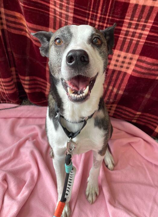 Bogey, ADOPTABLE, Adult Male Border Collie & Husky.