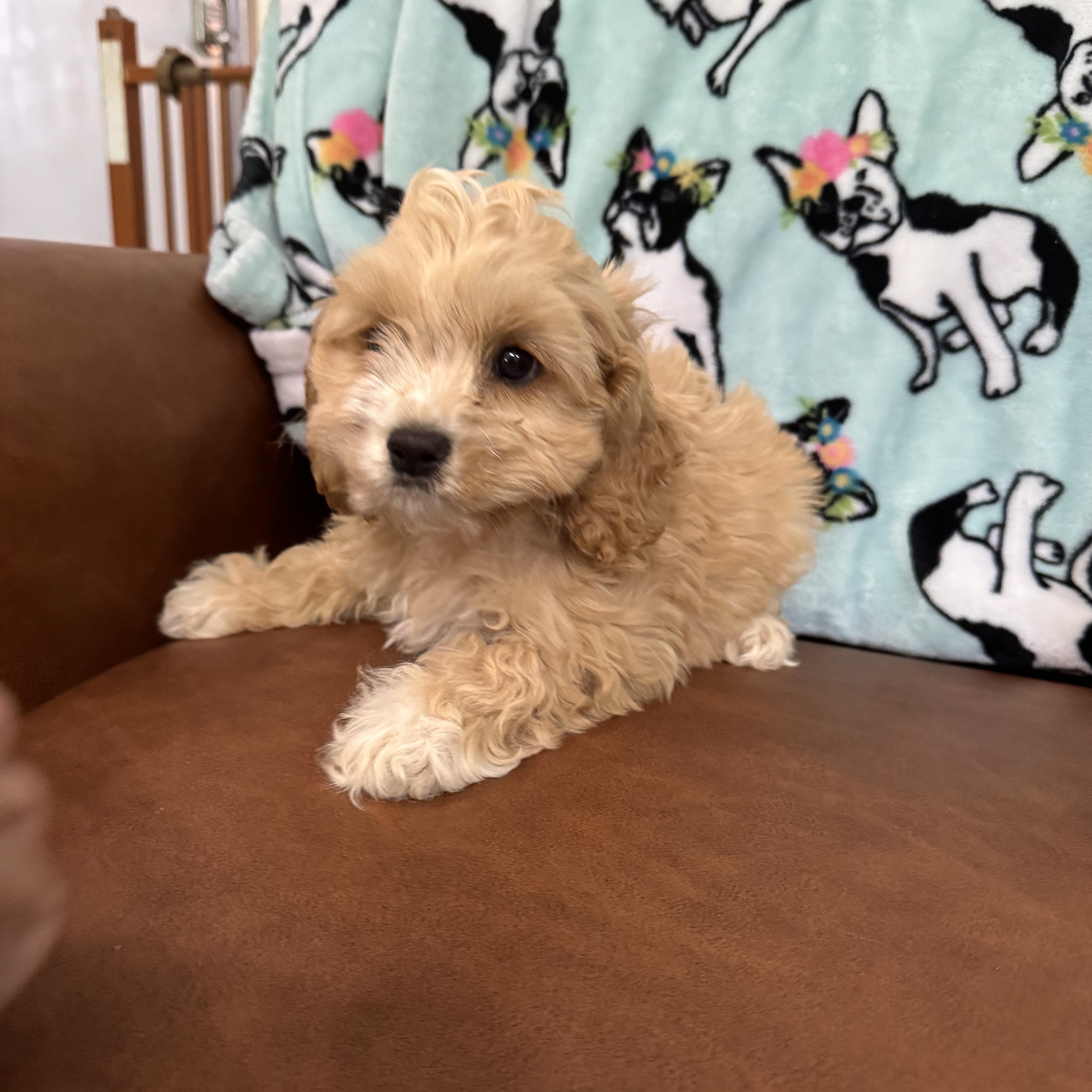 Enlarge Tangerine, an adopted Cockapoo in Sequatchie, TN image 4/5
