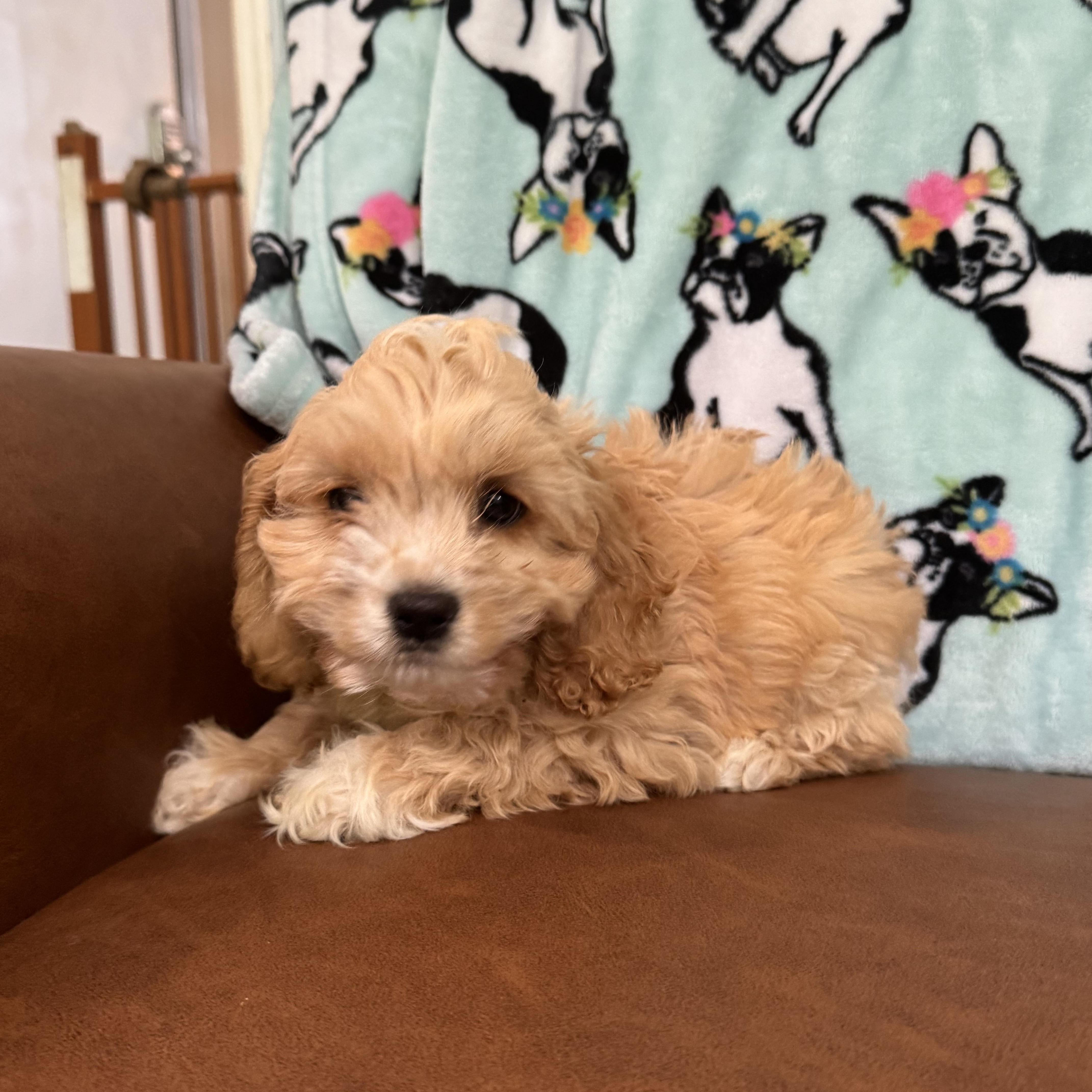 Tangerine, adopted, Puppy Female Cockapoo.