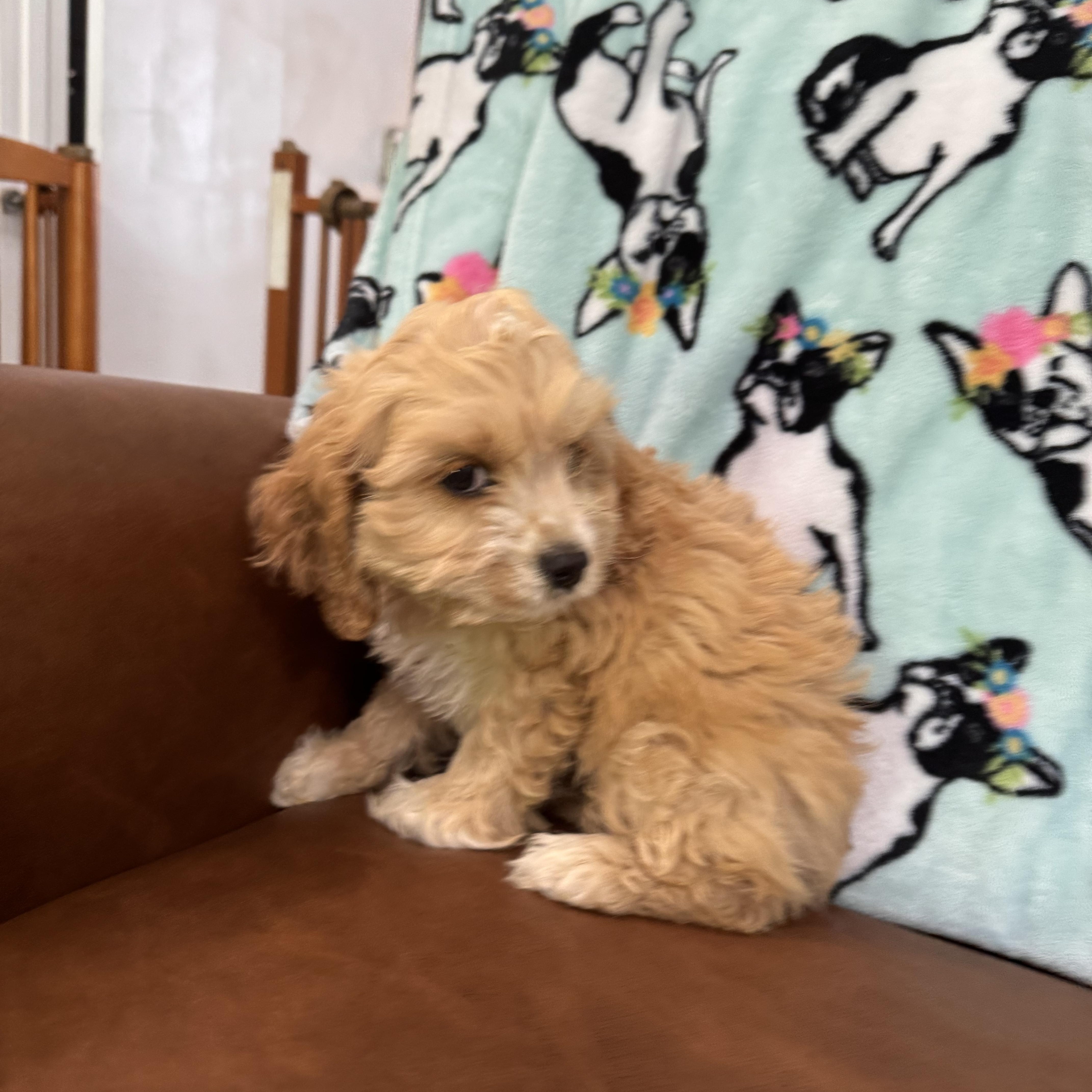 Enlarge Tangerine, an adopted Cockapoo in Sequatchie, TN image 2/5