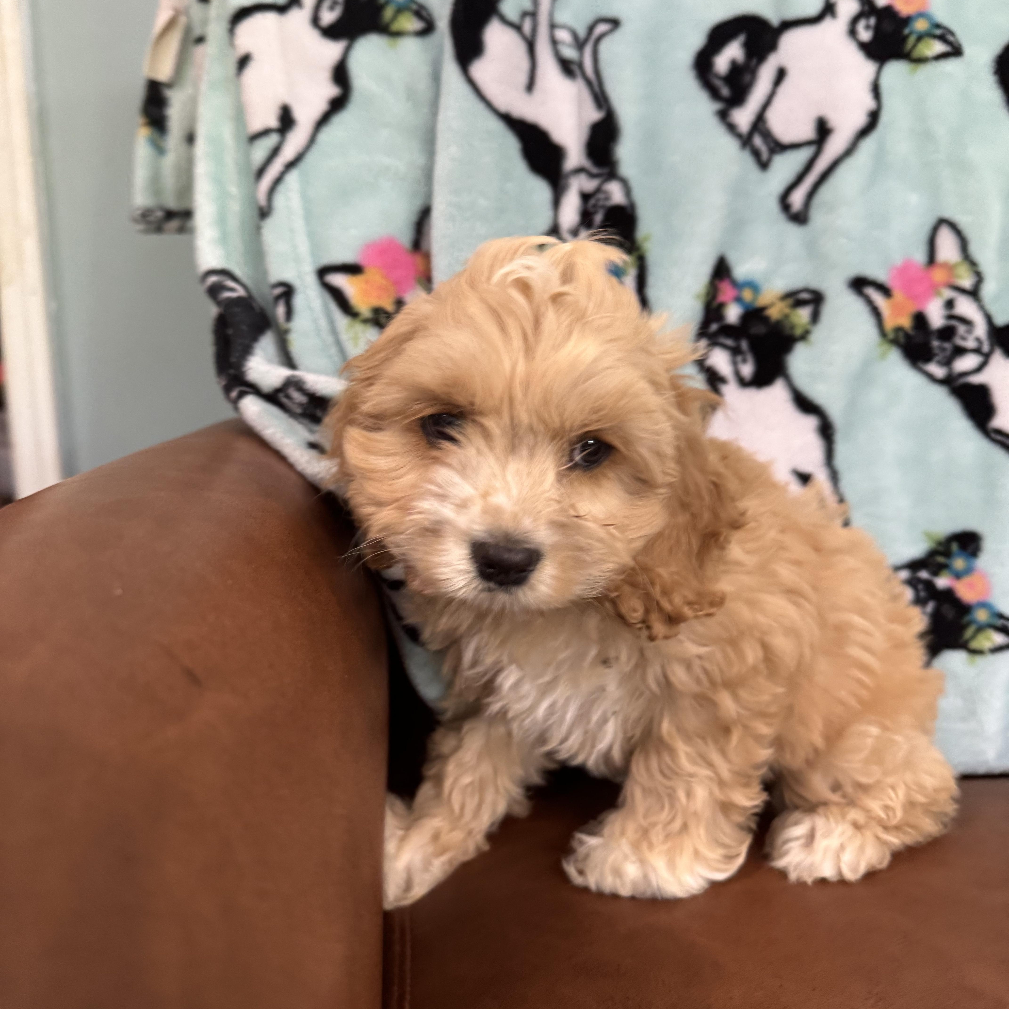 Enlarge Tangerine, an adopted Cockapoo in Sequatchie, TN image 5/5