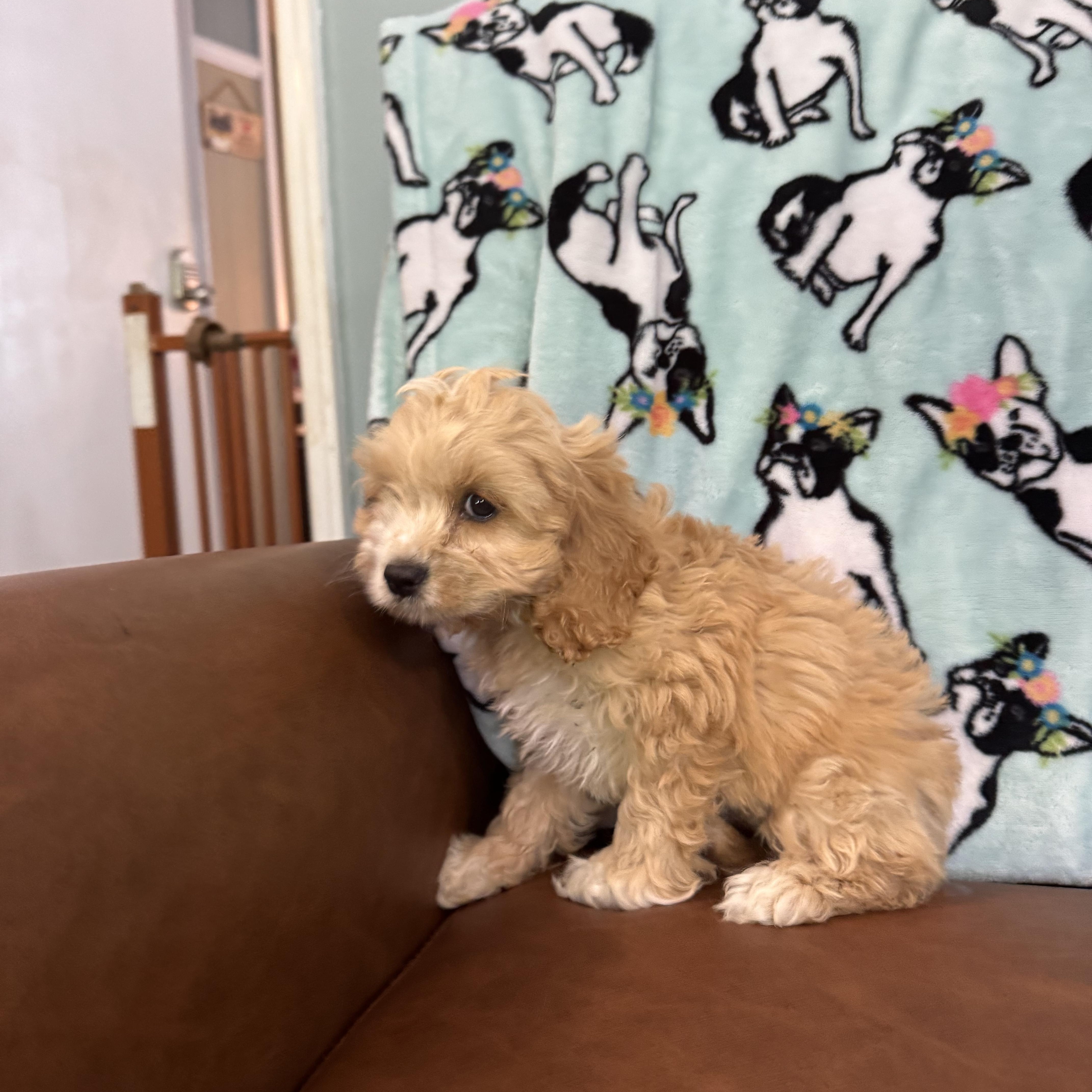 Enlarge Tangerine, an adopted Cockapoo in Sequatchie, TN image 3/5