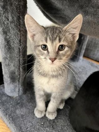 King Lear 52608, adopted, Kitten Male Domestic Short Hair.