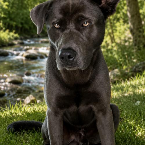 Samson, Adoptable, Adult Male Black Labrador Retriever & Mixed Breed.