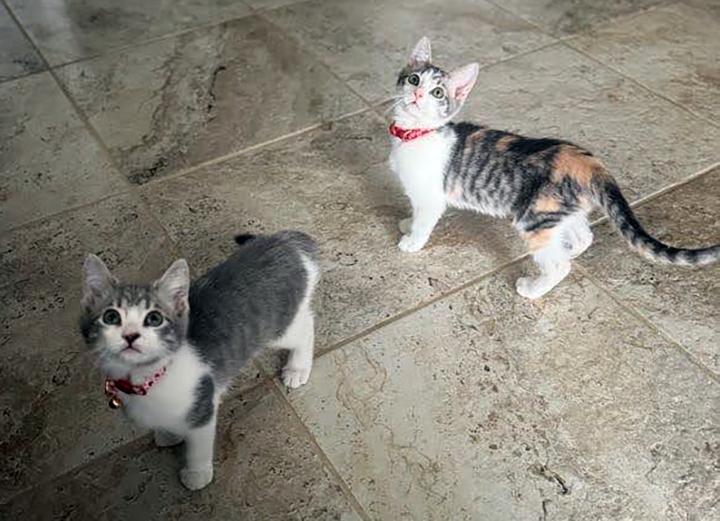 Enlarge Gretchen and Cady - Bonded Pair Sisters, a ADOPTABLE Domestic Short Hair in Lakeside, CA image 4/6
