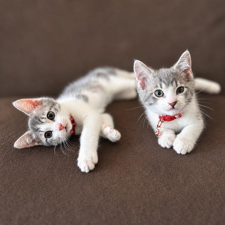 Gretchen and Cady - Bonded Pair Sisters, ADOPTABLE, Young Female Domestic Short Hair.