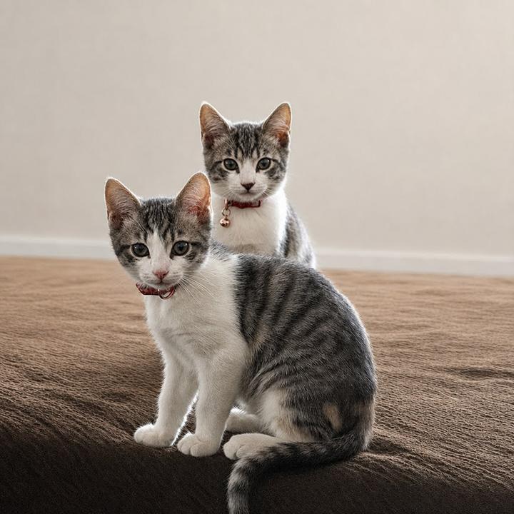 Enlarge Gretchen and Cady - Bonded Pair Sisters, a ADOPTABLE Domestic Short Hair in Lakeside, CA image 3/6