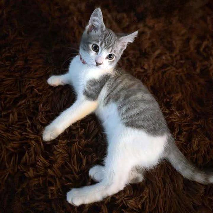 Enlarge Gretchen and Cady - Bonded Pair Sisters, a ADOPTABLE Domestic Short Hair in Lakeside, CA image 5/6