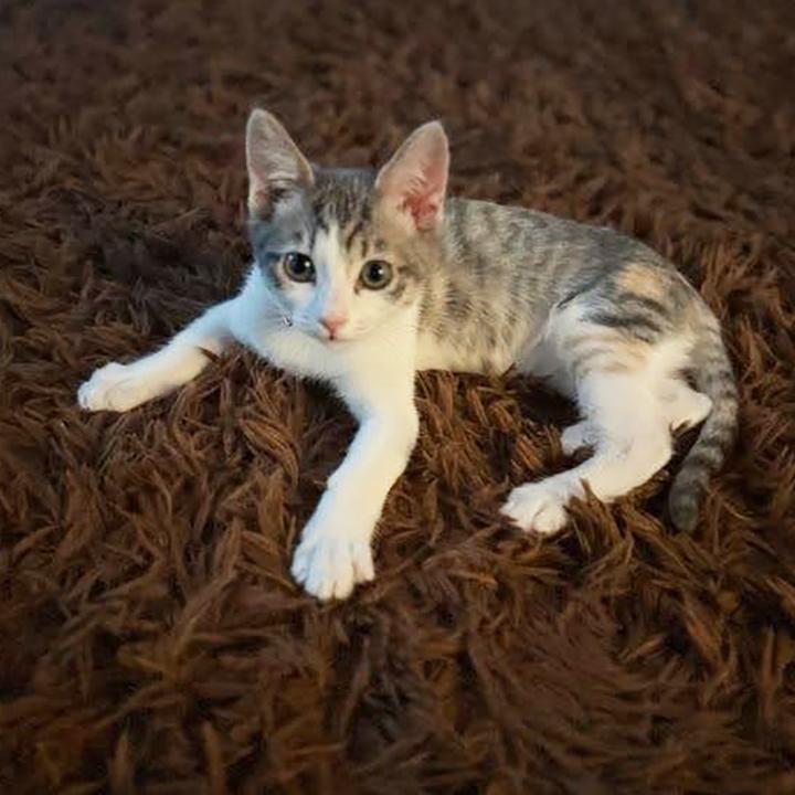Enlarge Gretchen and Cady - Bonded Pair Sisters, a ADOPTABLE Domestic Short Hair in Lakeside, CA image 6/6