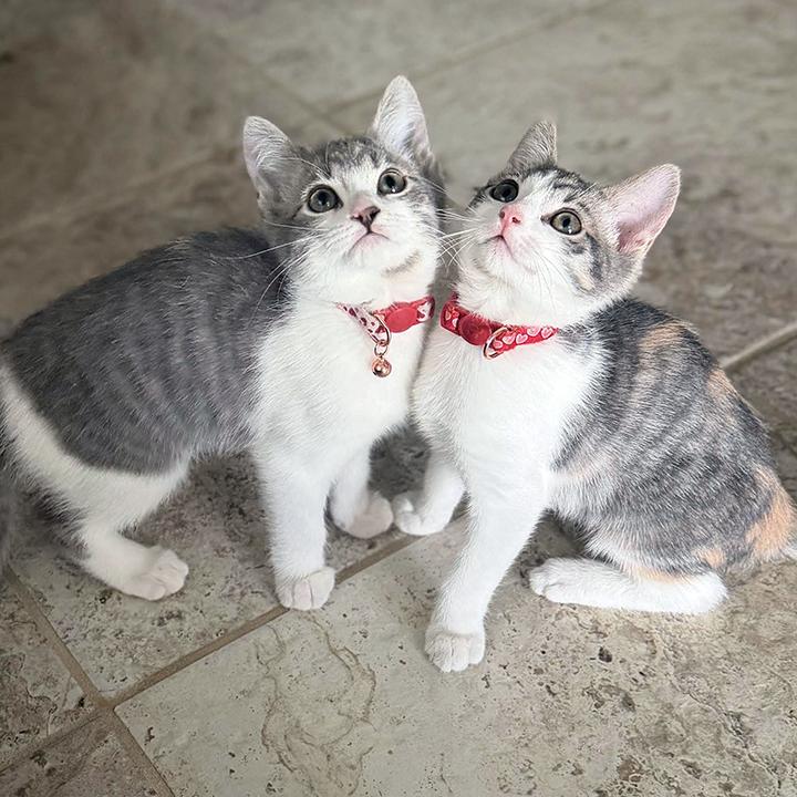 Enlarge Gretchen and Cady - Bonded Pair Sisters, a ADOPTABLE Domestic Short Hair in Lakeside, CA image 2/6