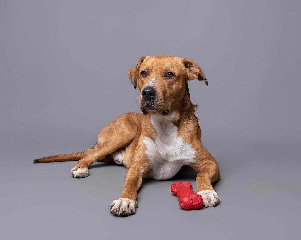 Michael Jackson, Adoptable, Adult Male Mixed Breed.