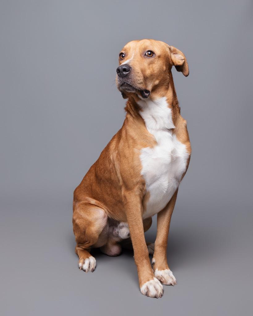 Enlarge Michael Jackson, a Adoptable mixed breed in Rockport, TX image 2/5
