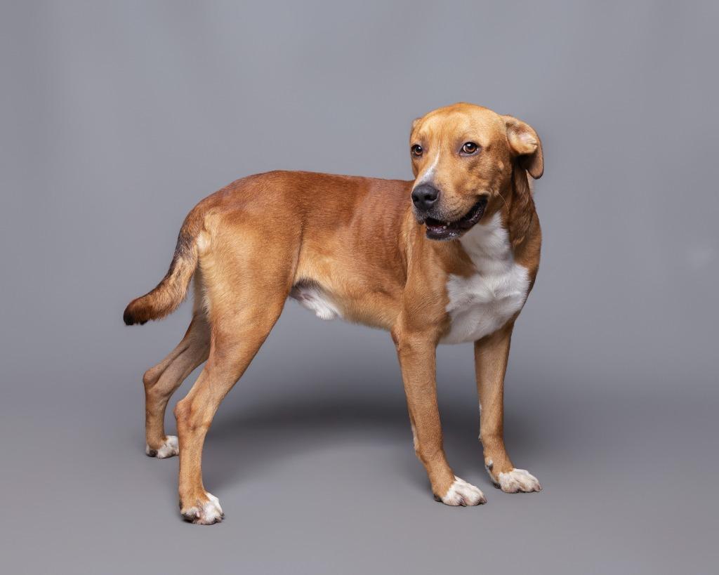 Enlarge Michael Jackson, a Adoptable mixed breed in Rockport, TX image 3/5