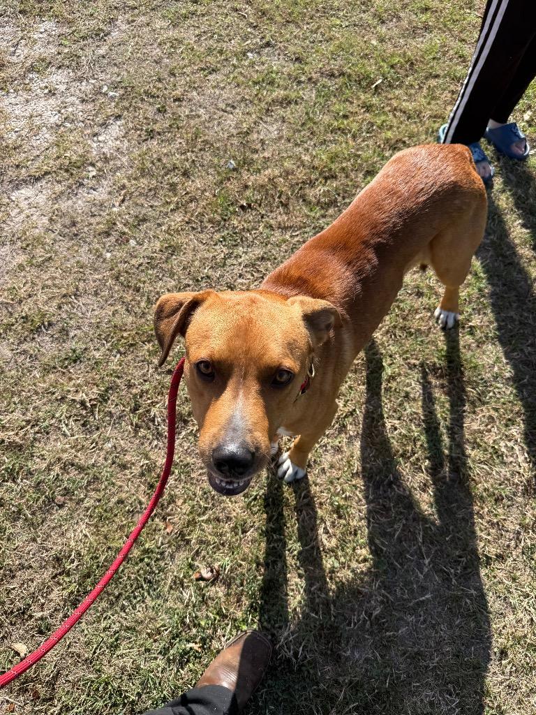 Enlarge Michael Jackson, a Adoptable mixed breed in Rockport, TX image 1/1