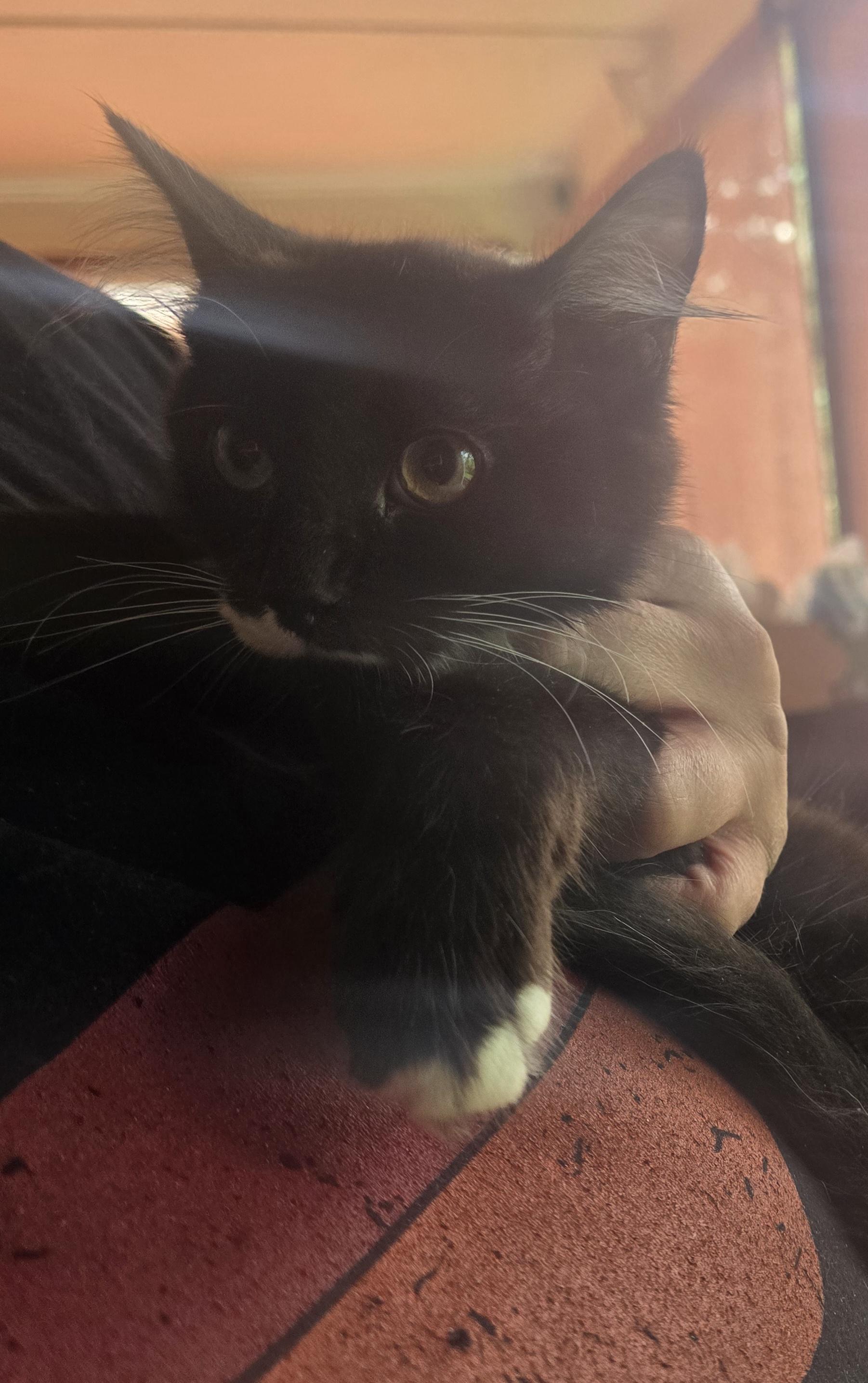 Enlarge "I tawt I taw a puddy tat" Sylvestor, an adoptable Domestic Long Hair in Elizabeth, PA image 3/5