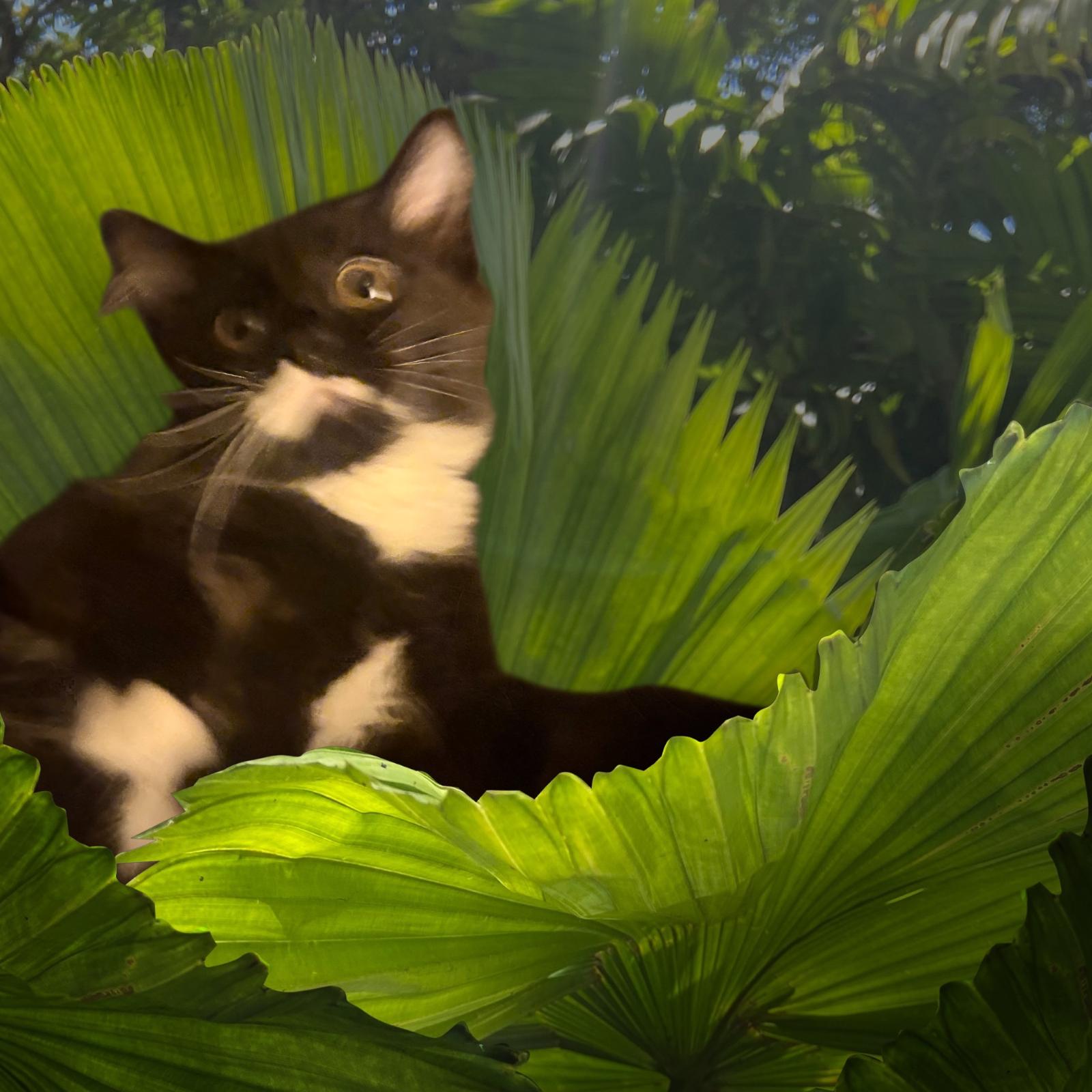 "I tawt I taw a puddy tat" Sylvestor, adoptable, Kitten Male Domestic Long Hair.