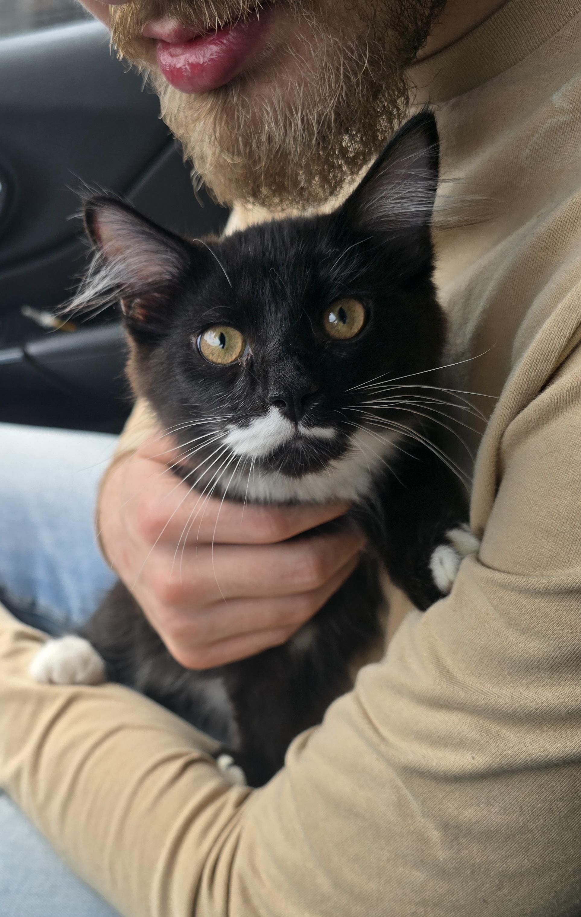 Enlarge "I tawt I taw a puddy tat" Sylvestor, an adoptable Domestic Long Hair in Elizabeth, PA image 2/5