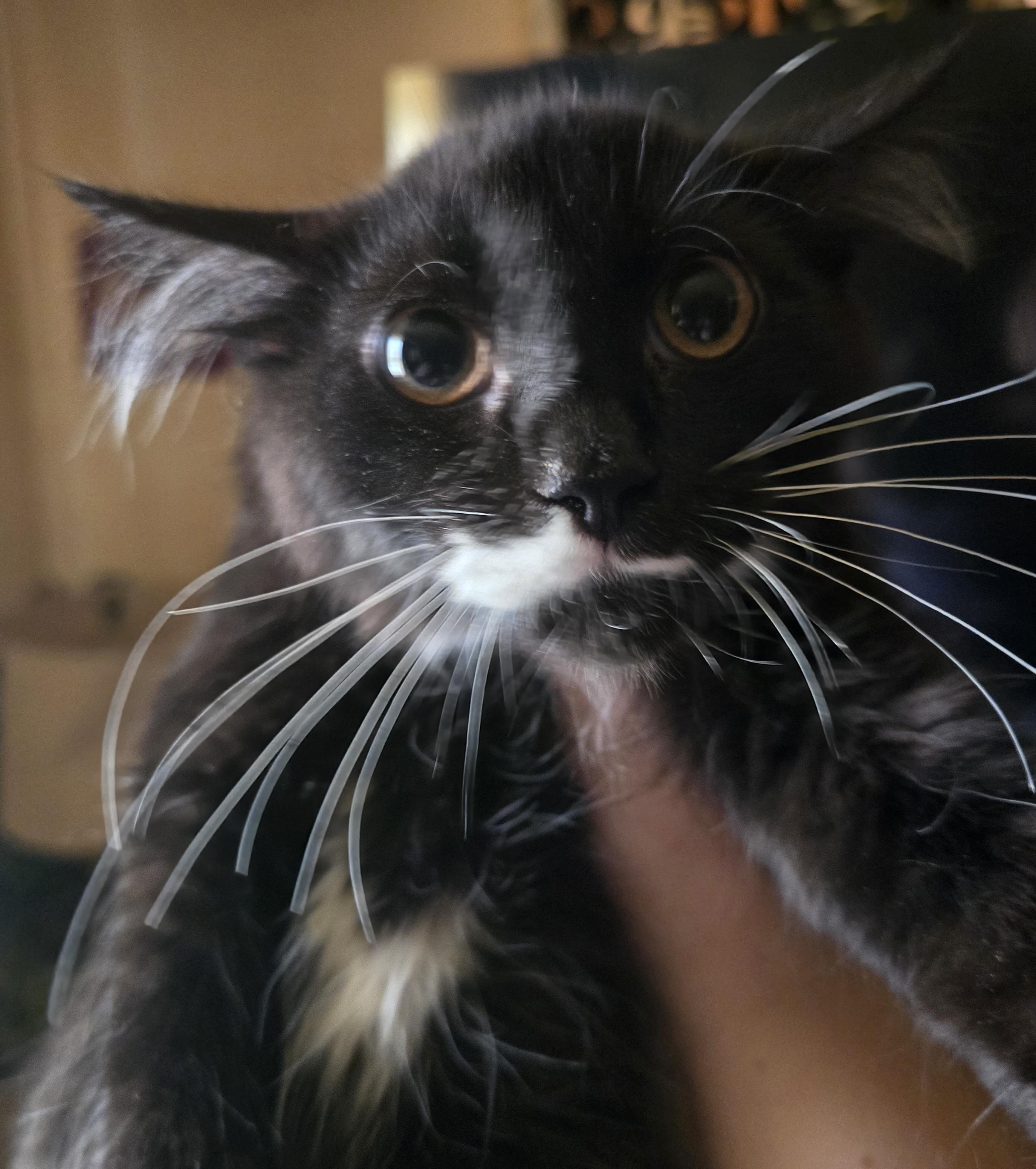Enlarge "I tawt I taw a puddy tat" Sylvestor, an adoptable Domestic Long Hair in Elizabeth, PA image 5/5