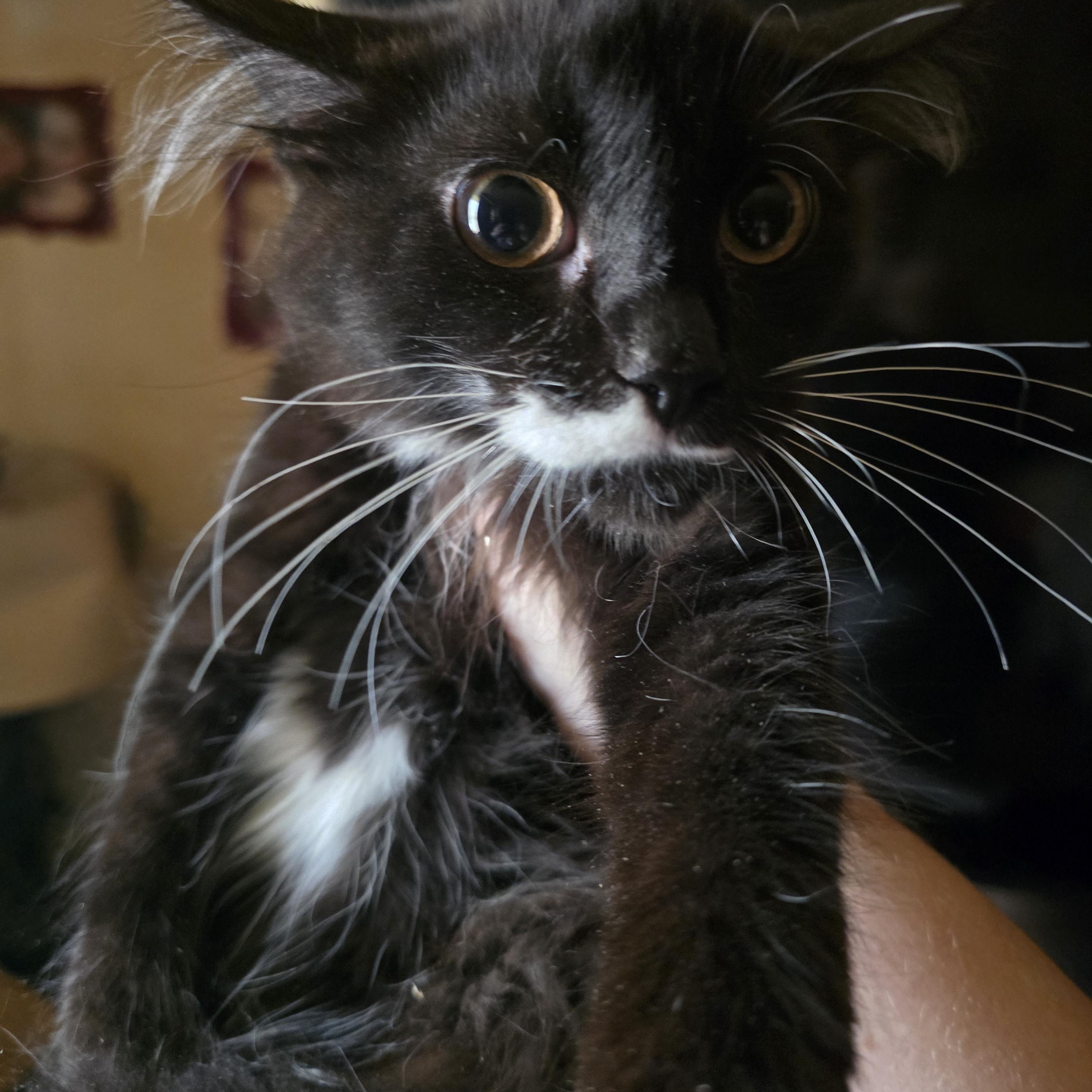 Enlarge "I tawt I taw a puddy tat" Sylvestor, an adoptable Domestic Long Hair in Elizabeth, PA image 4/5