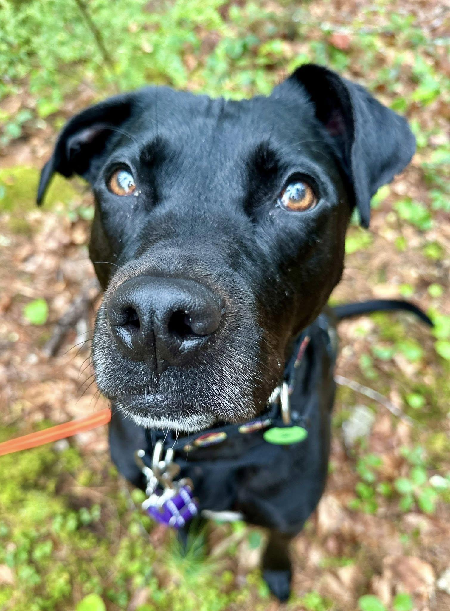 Enlarge Wesson *HERE IN NH*, a ADOPTABLE Mixed Breed in Northwood, NH image 2/6