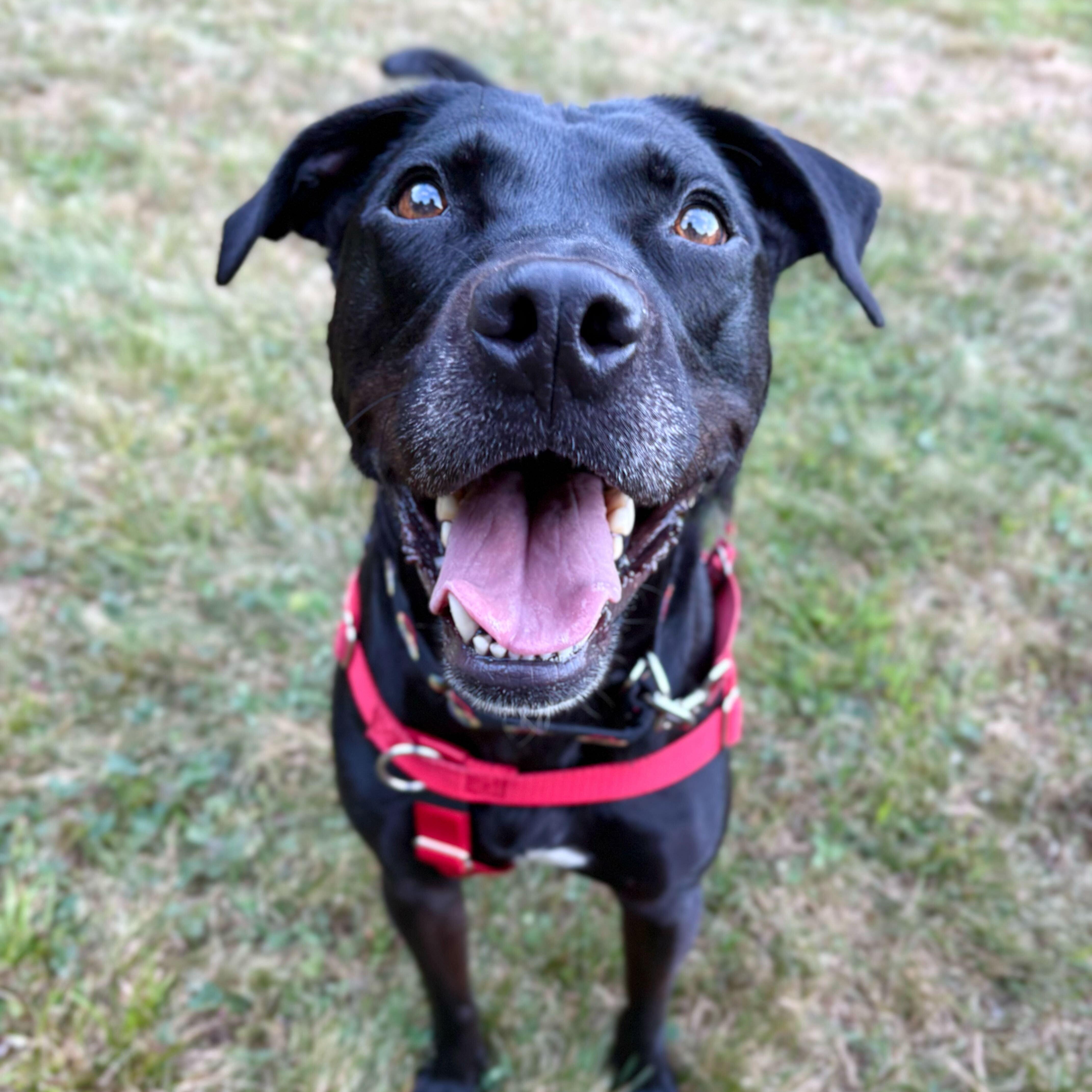 Enlarge Wesson *HERE IN NH*, a ADOPTABLE Mixed Breed in Northwood, NH image 1/6