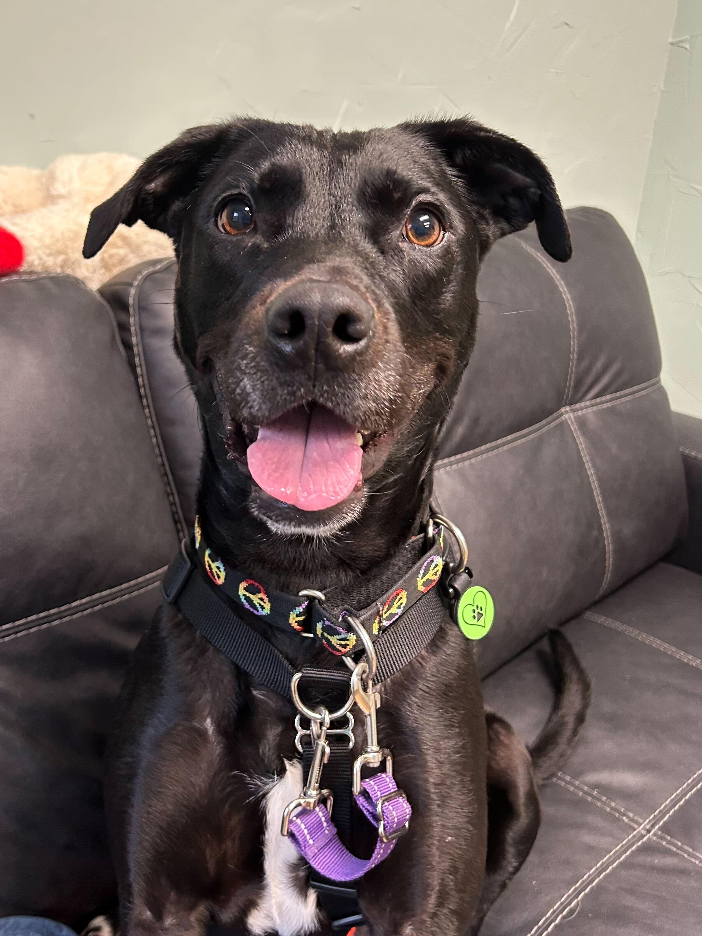 Enlarge Wesson *HERE IN NH*, a ADOPTABLE Mixed Breed in Northwood, NH image 4/6