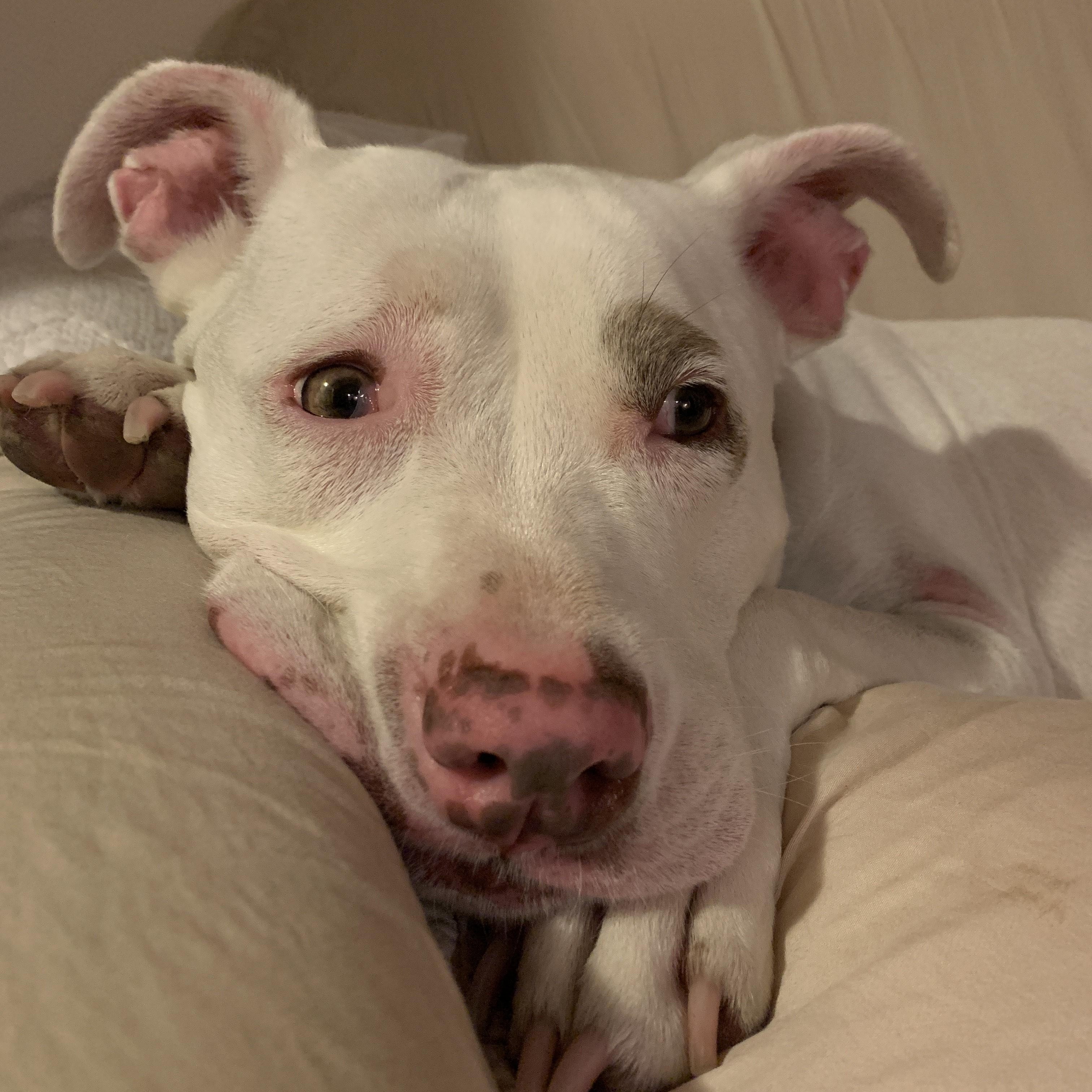 LILO, a Adoptable Pit Bull Terrier in Ridgefield, CT image 4/5